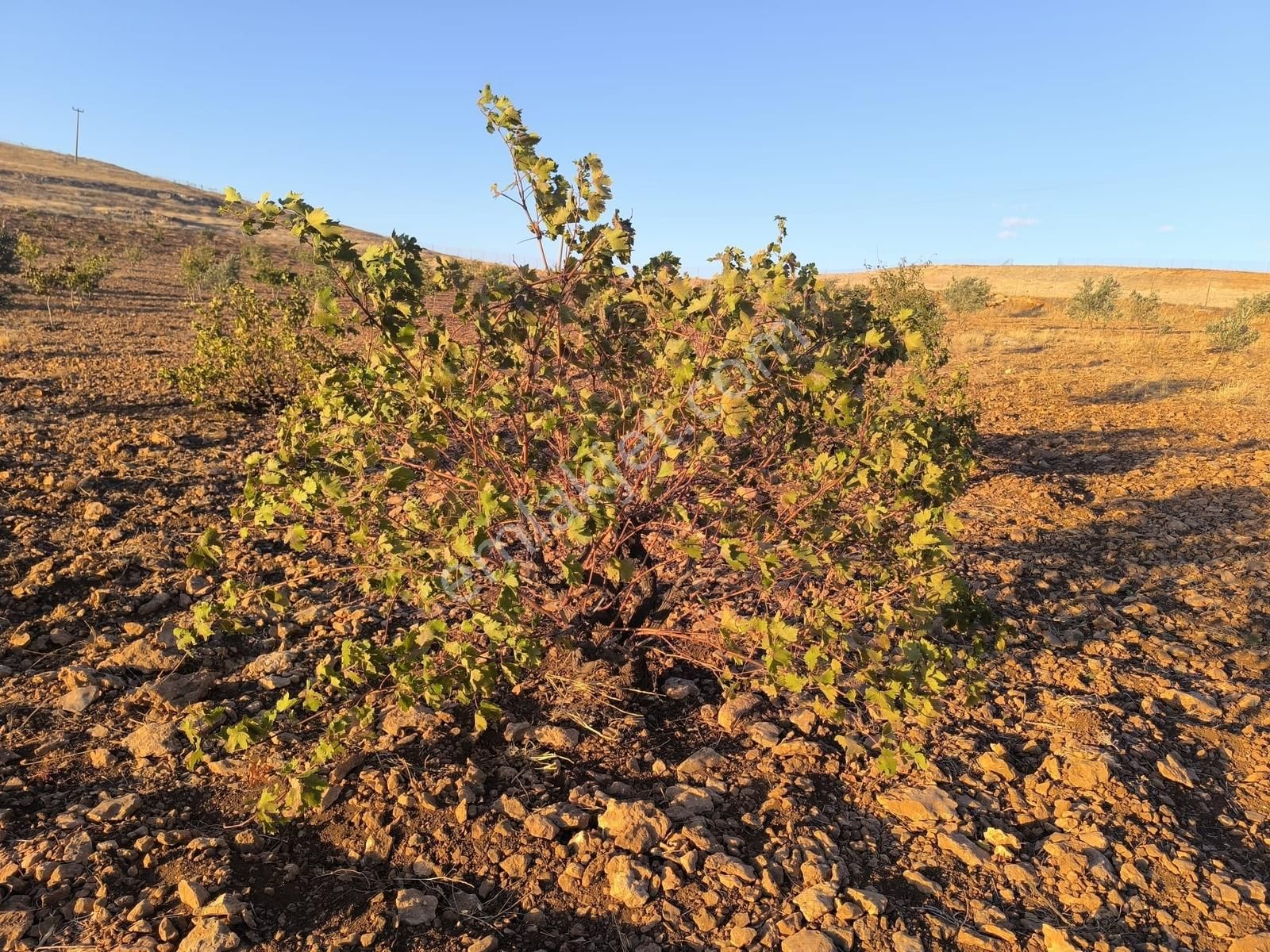 World İlkevim'den Çevre Yolunun Köşesinde Satılık Bağ Evi - Görsel 18