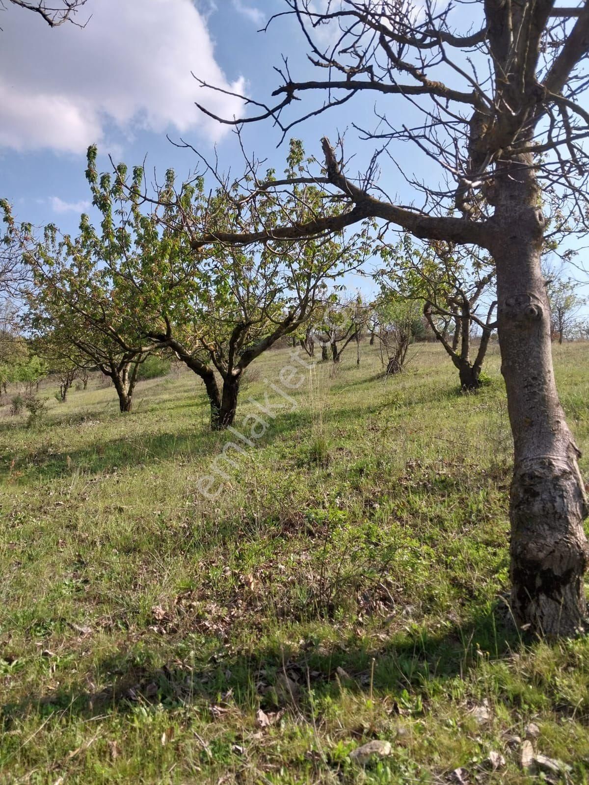 Manisa Turgutlu Dağyeniköy’de Seçkin Bir Yaşam Ve Yatırım Fırsatı - Görsel 2