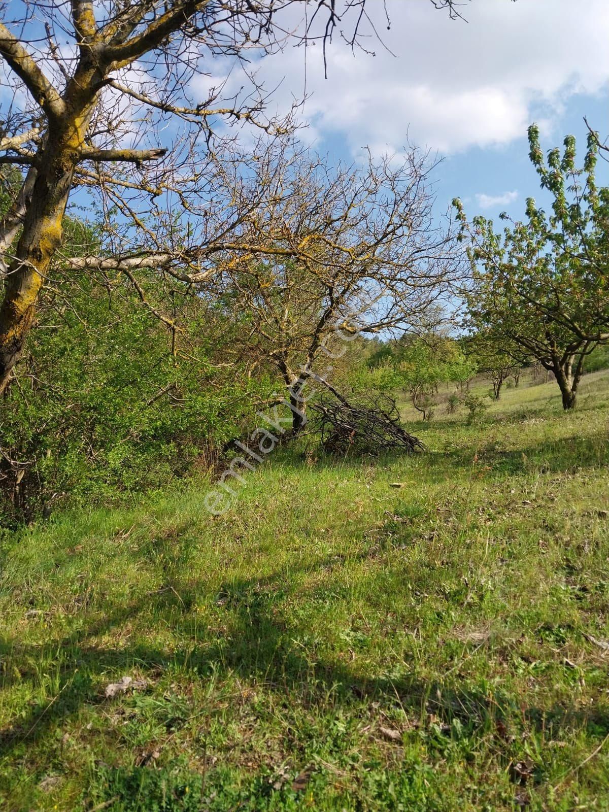 Manisa Turgutlu Dağyeniköy’de Seçkin Bir Yaşam Ve Yatırım Fırsatı