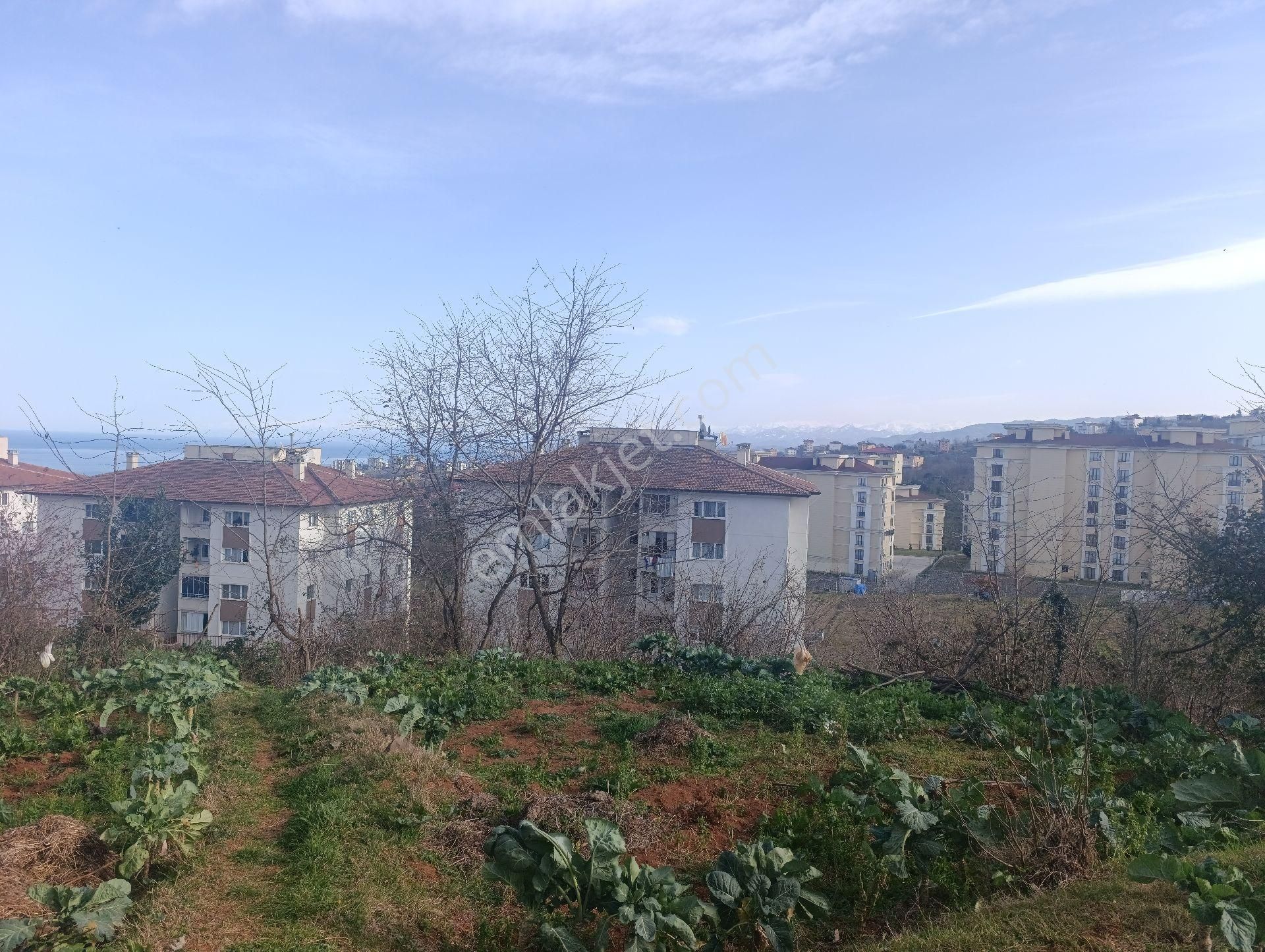 Pelitli Bölgesinde Toki Konutlarının Yanında Satılık İmarlı Arsa - Görsel 9