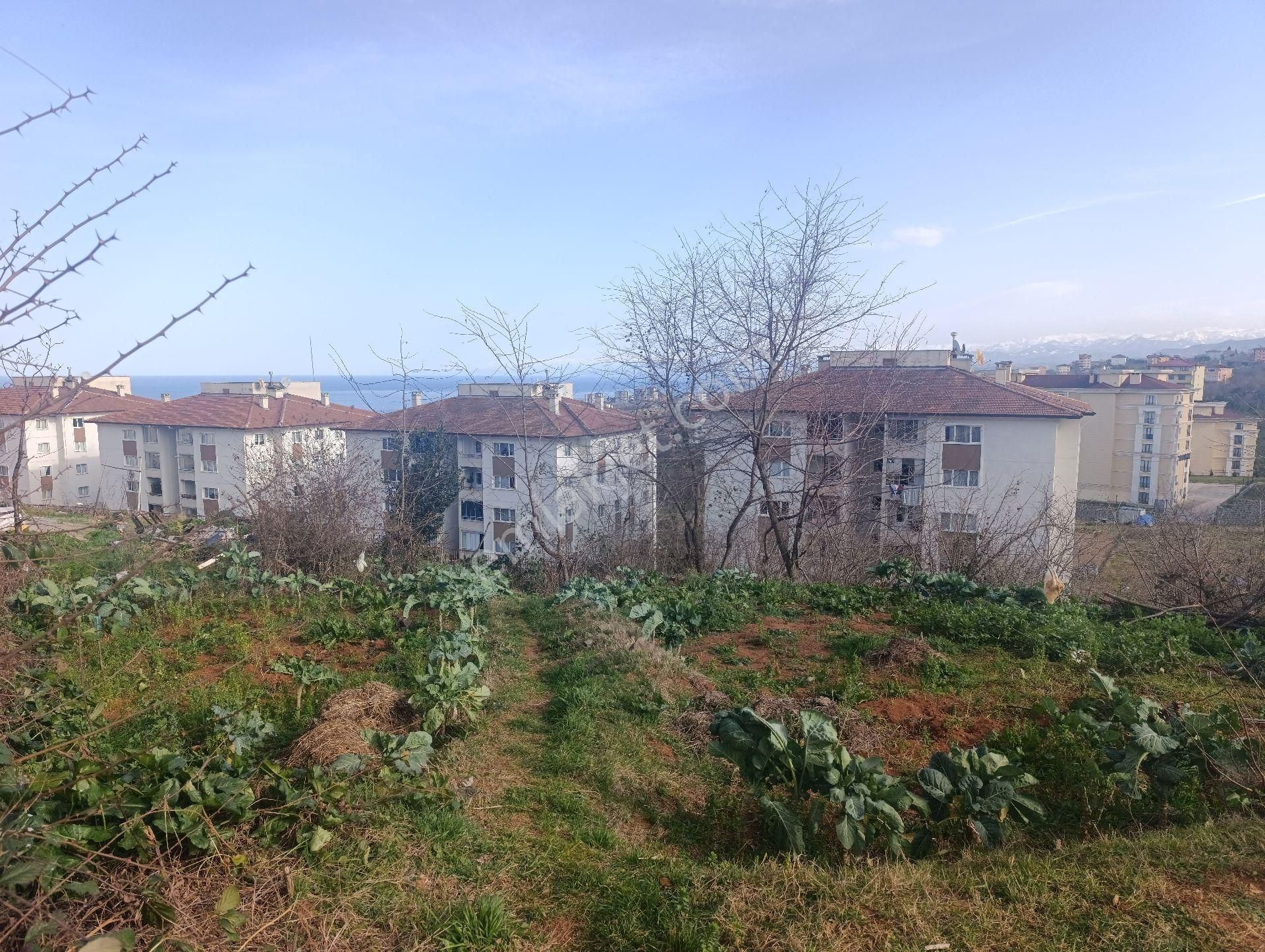 Pelitli Bölgesinde Toki Konutlarının Yanında Satılık İmarlı Arsa - Görsel 10