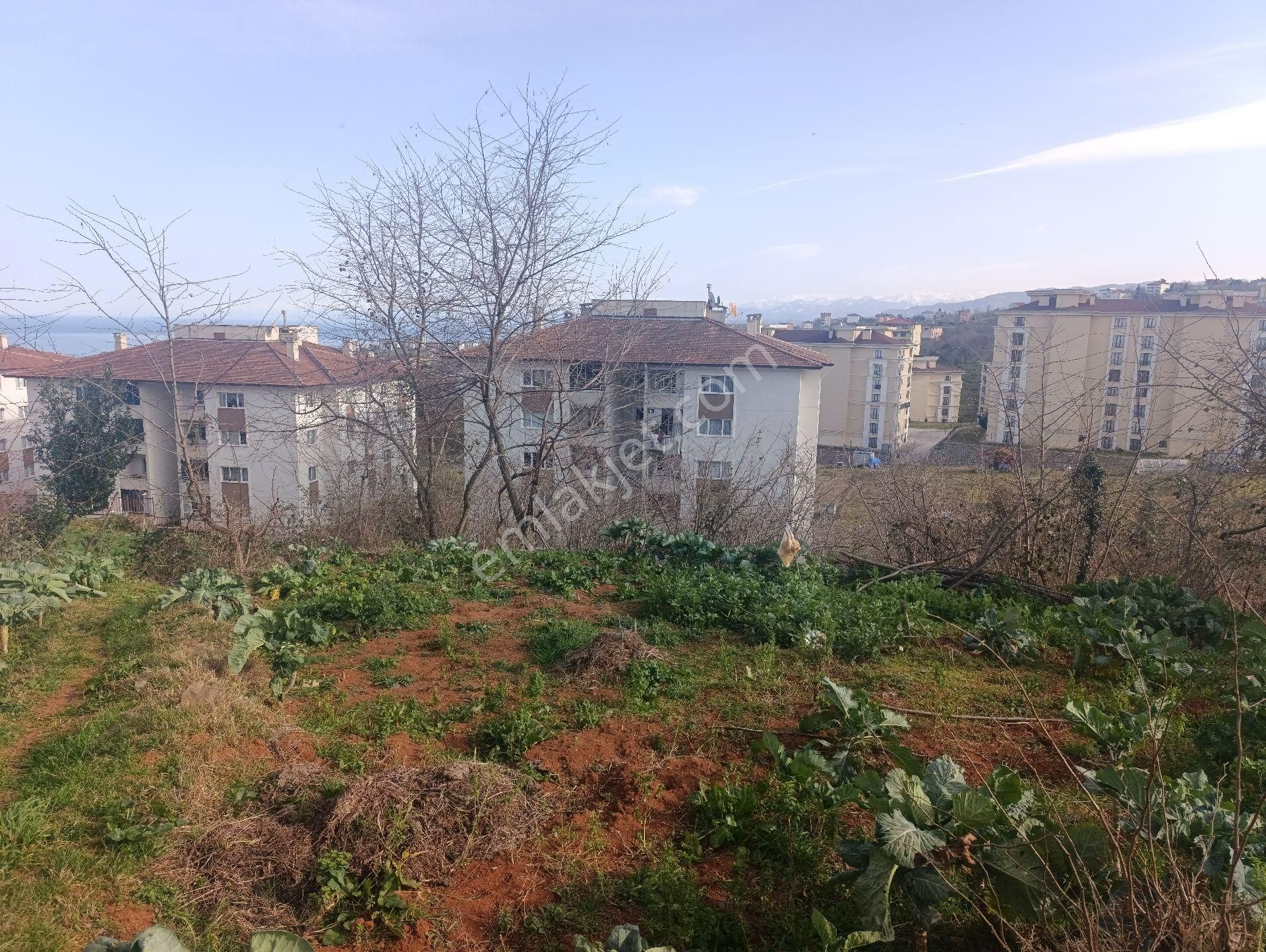 Pelitli Bölgesinde Toki Konutlarının Yanında Satılık İmarlı Arsa - Görsel 2