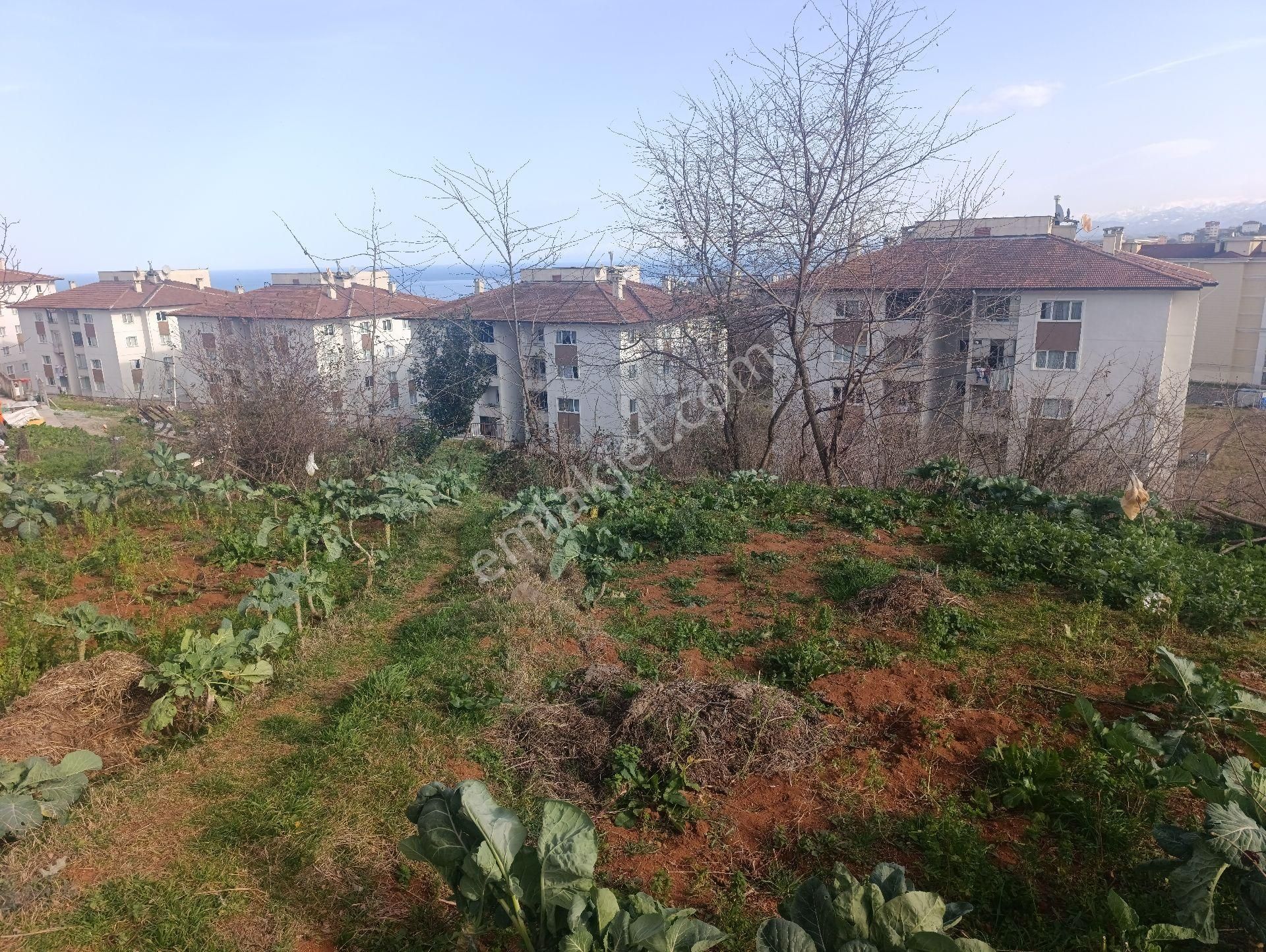 Pelitli Bölgesinde Toki Konutlarının Yanında Satılık İmarlı Arsa - Görsel 4