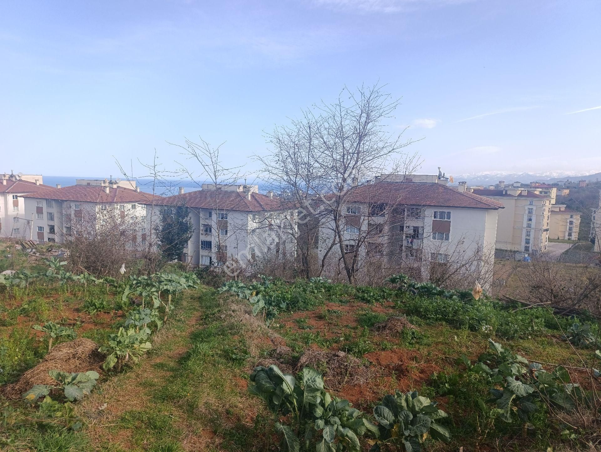 Pelitli Bölgesinde Toki Konutlarının Yanında Satılık İmarlı Arsa - Görsel 6