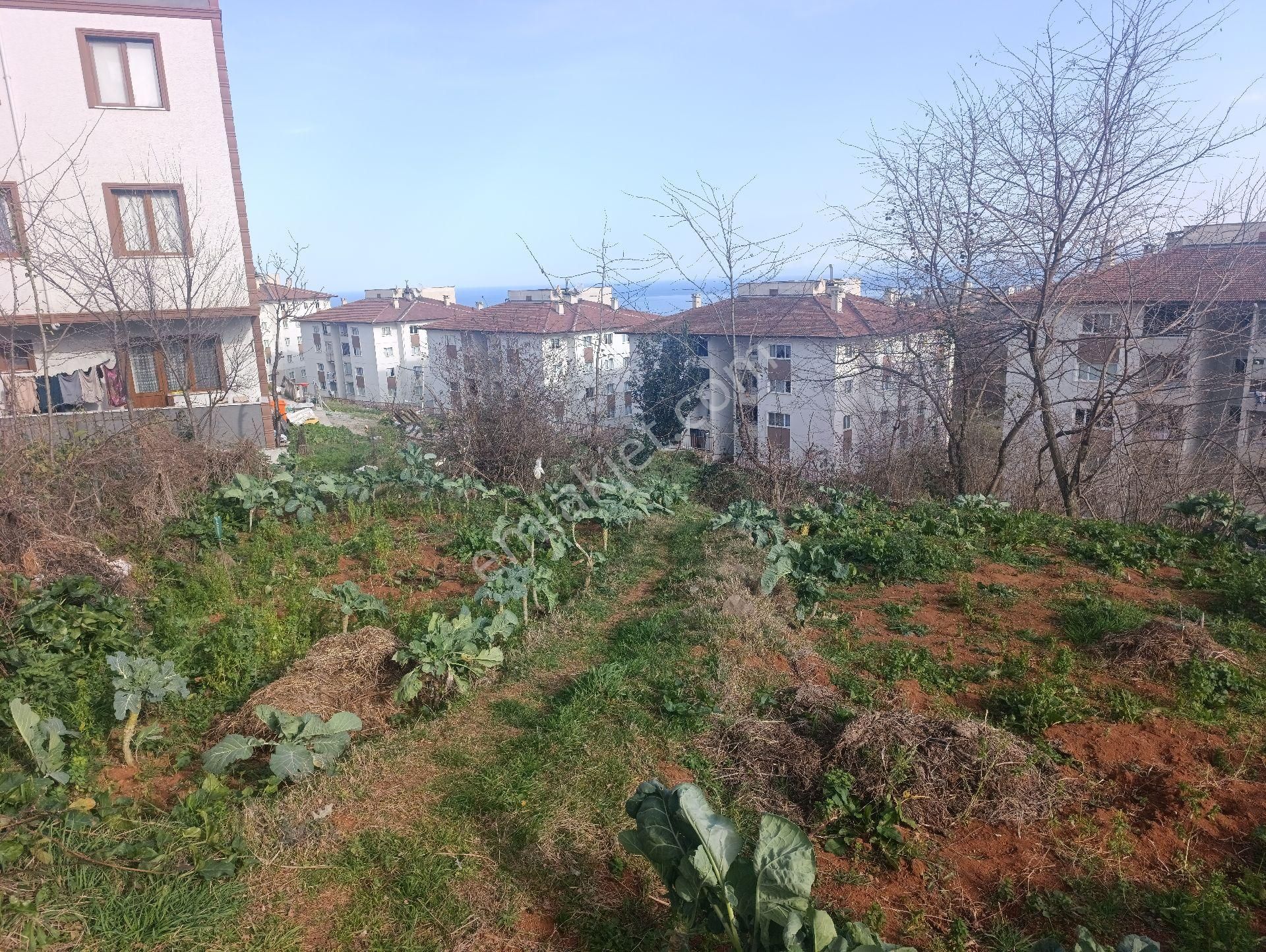 Pelitli Bölgesinde Toki Konutlarının Yanında Satılık İmarlı Arsa - Görsel 3