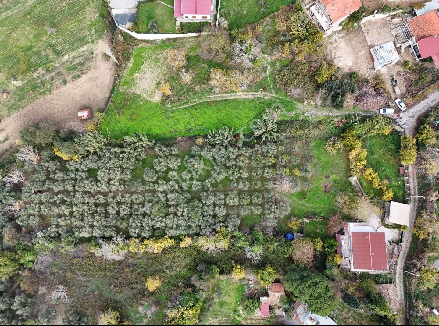 Aydın Söke Ağaçlı Villa İmarlı Arsa - Görsel 10