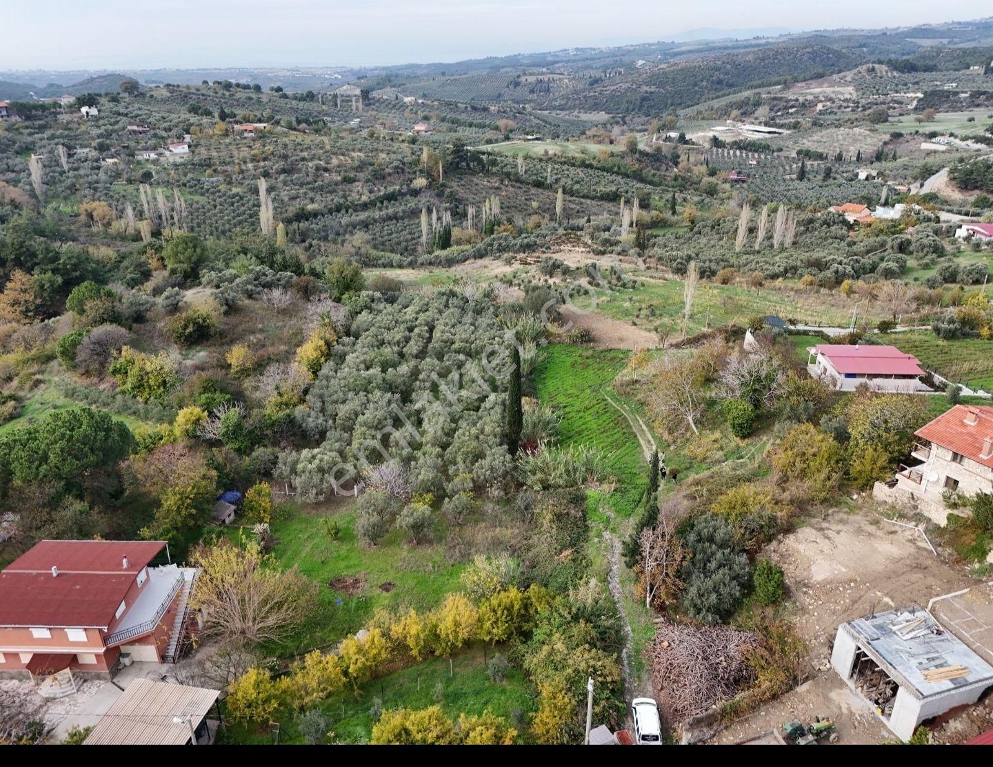 Aydın Söke Ağaçlı Villa İmarlı Arsa - Görsel 2