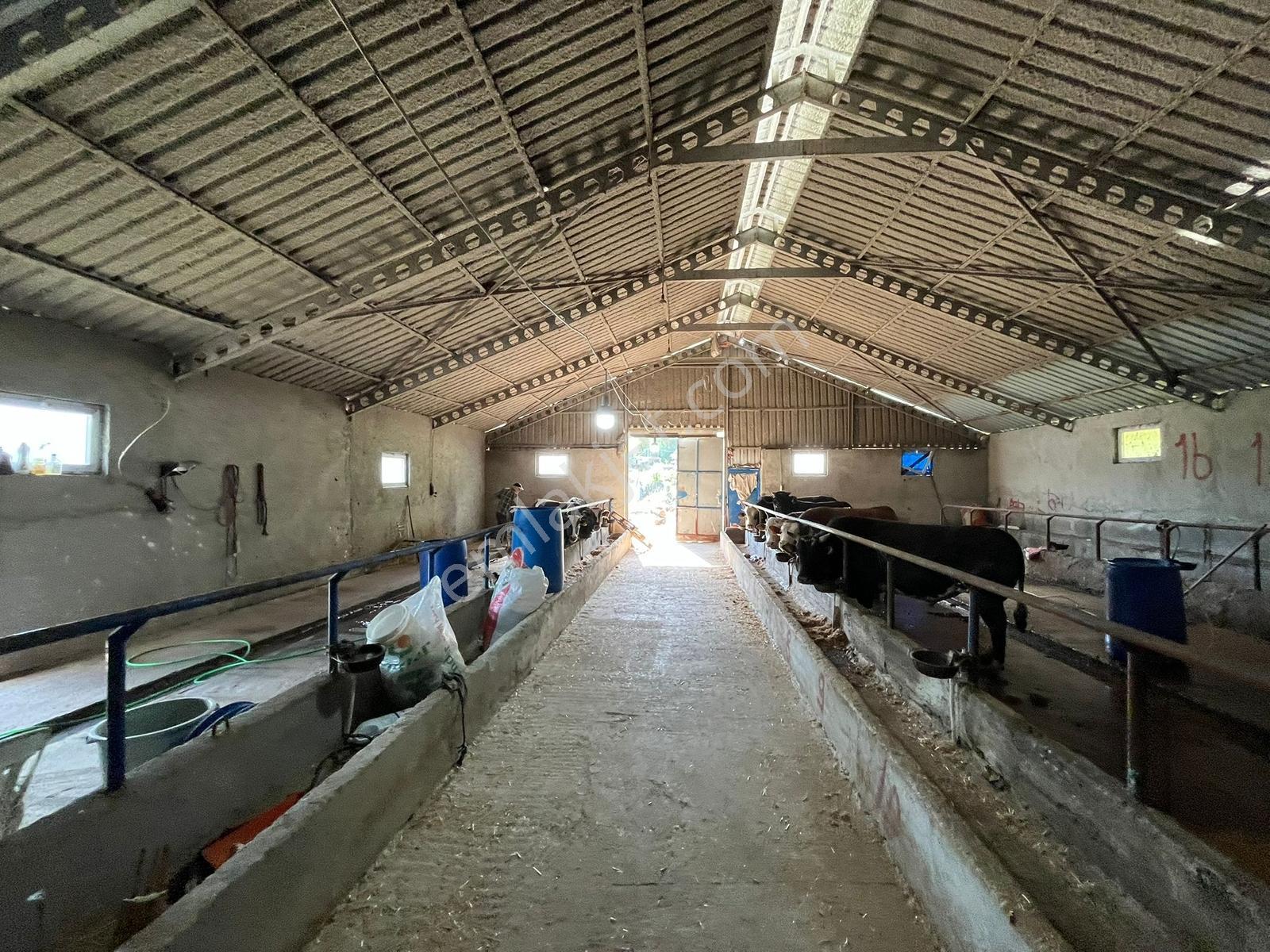 Tarcanlardan Gölcük İrşadiyede Kurulu Ahırı Olan Satılık Tarla - Görsel 7