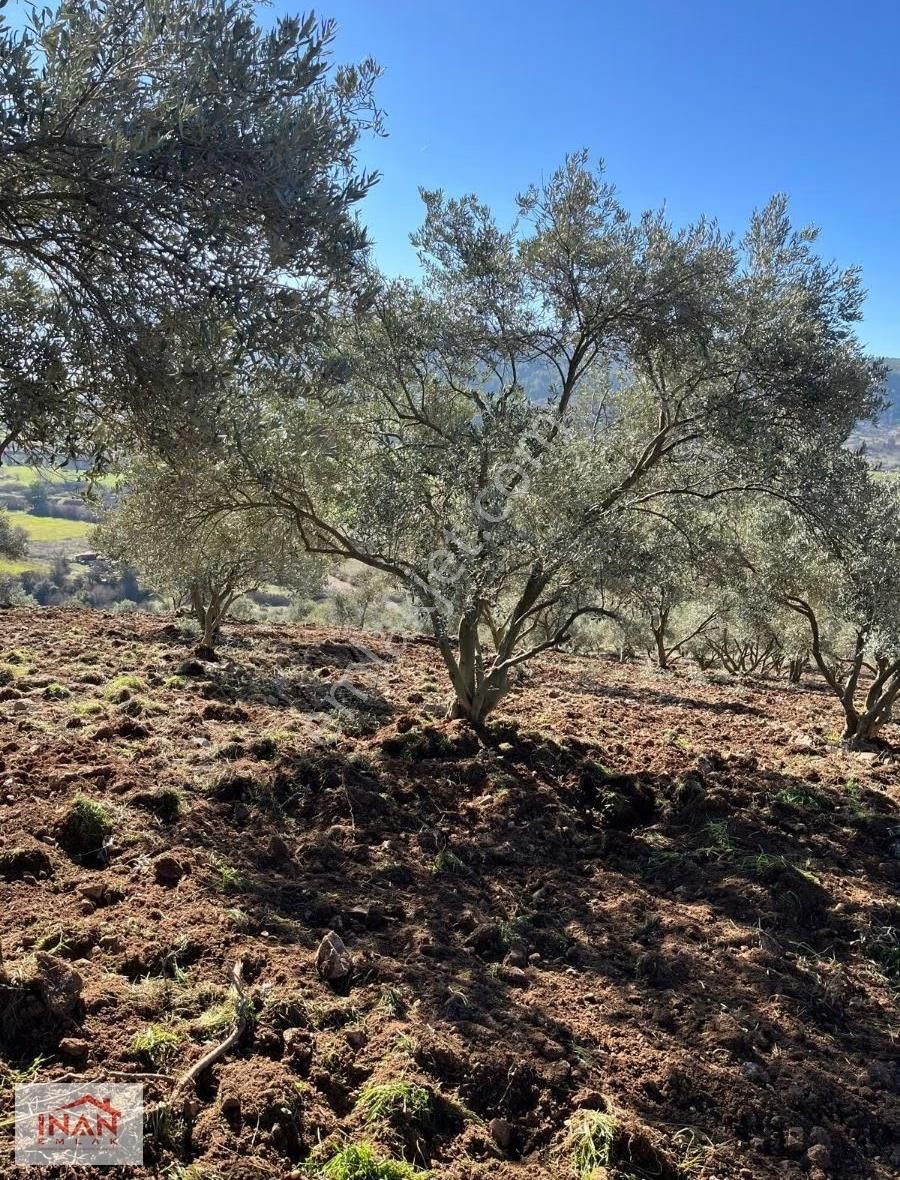 Algı'da 3.754 M² Verimli Ağaçları Olan Zeytinlik - Görsel 6
