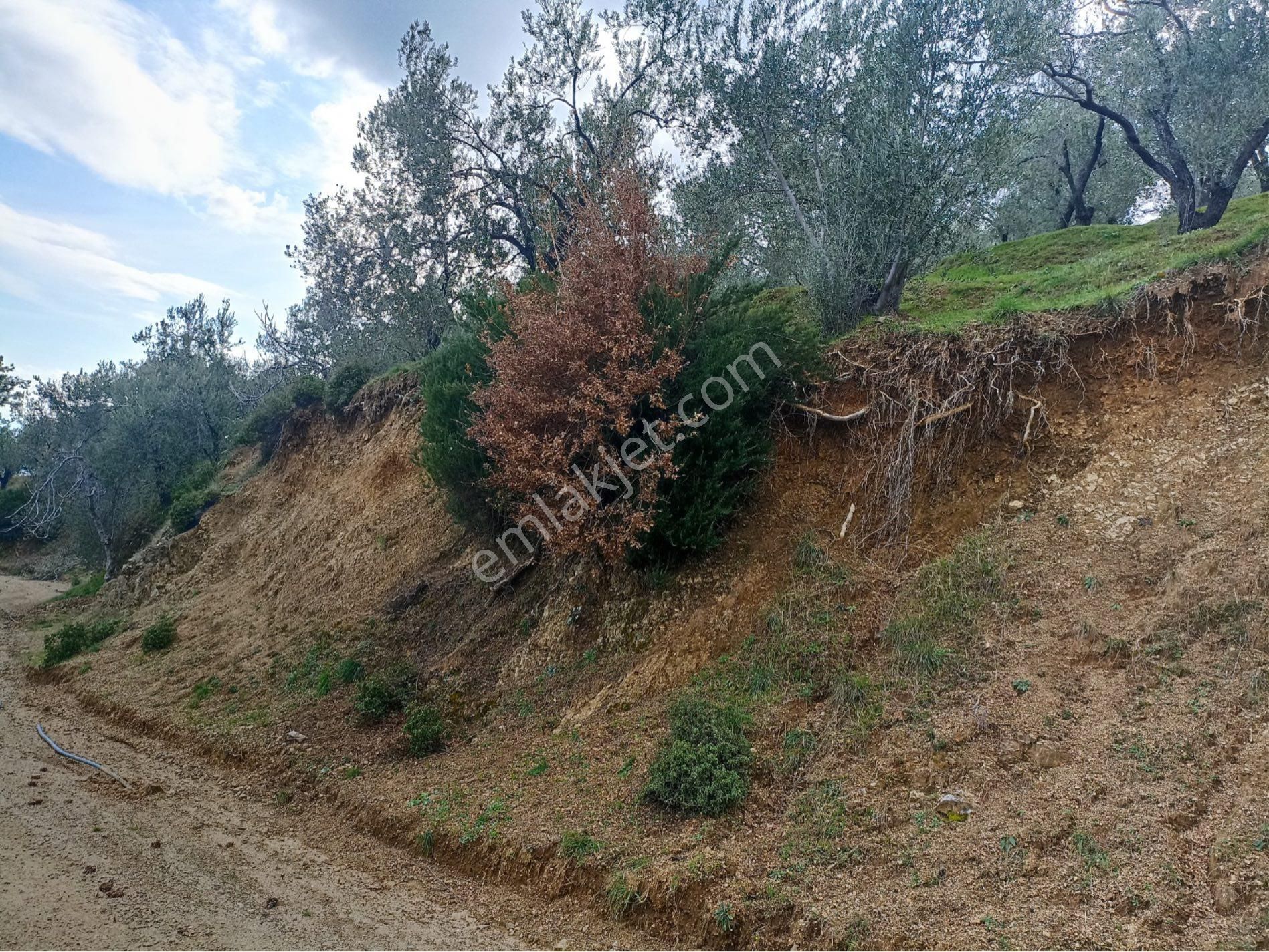 Olcaysu'dan Deniz Manzaralı Kaçırılmayacak Fırsat Zeytinlik! - Görsel 22
