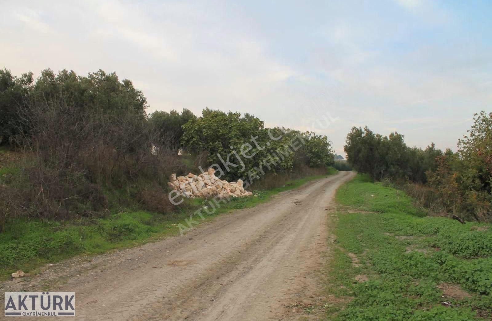 Aktürk Gayrimenkul"den Dereköy"de Satılık Zeytinlik - Görsel 3
