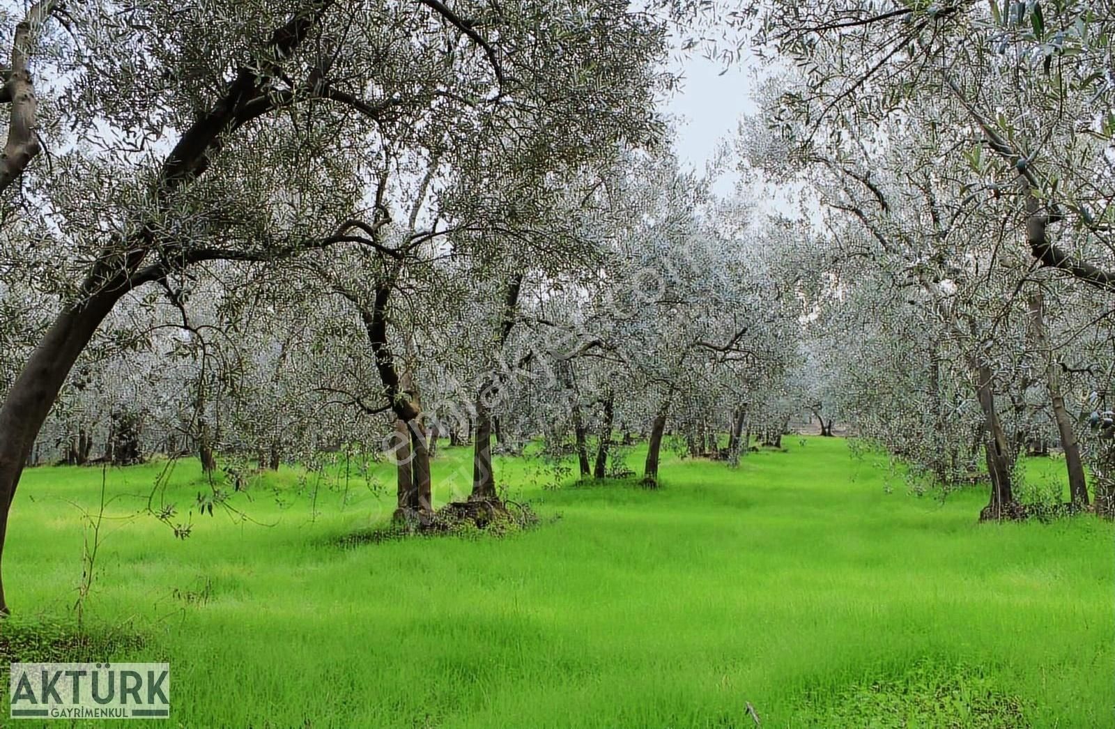 Aktürk Gayrimenkul"den Dereköy"de Satılık Zeytinlik