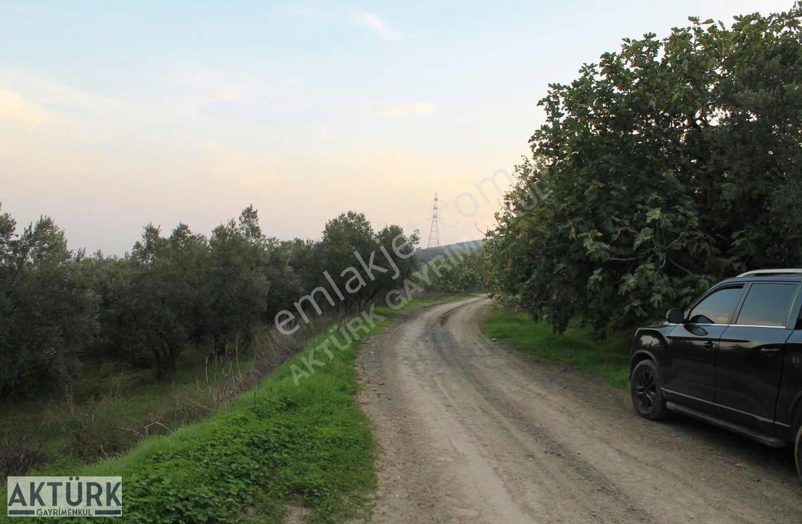 Aktürk Gayrimenkul"den Dereköy"de Satılık Zeytinlik - Görsel 18