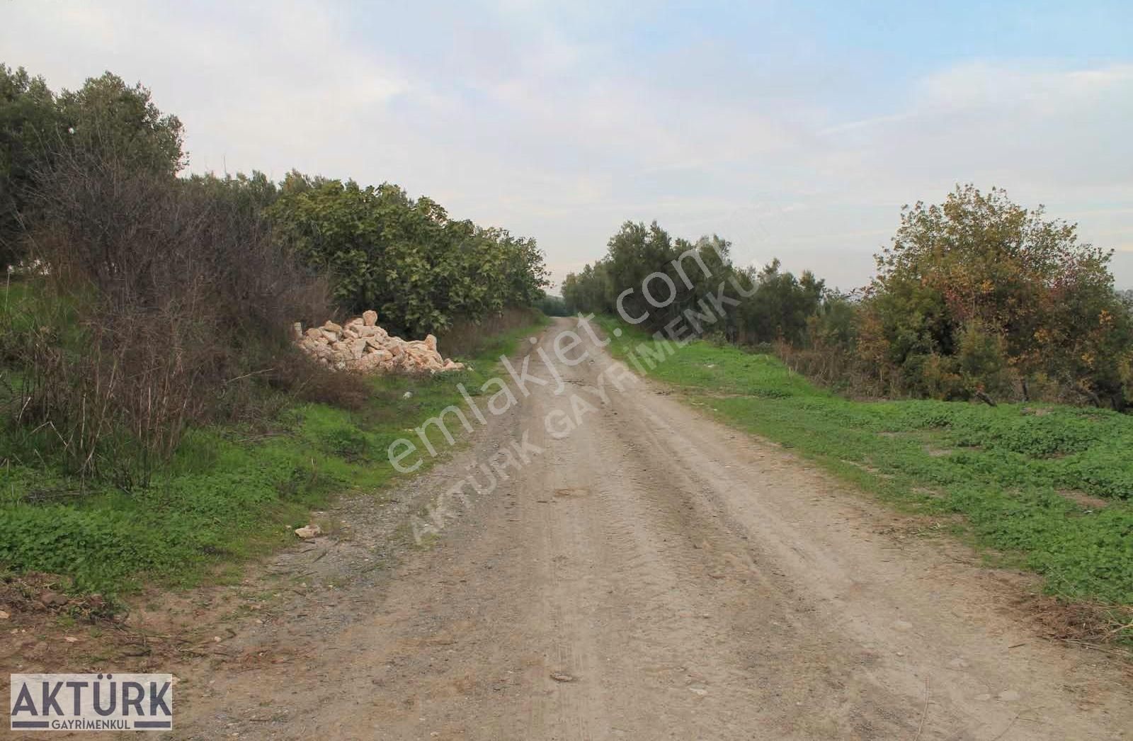 Aktürk Gayrimenkul"den Dereköy"de Satılık Zeytinlik - Görsel 9