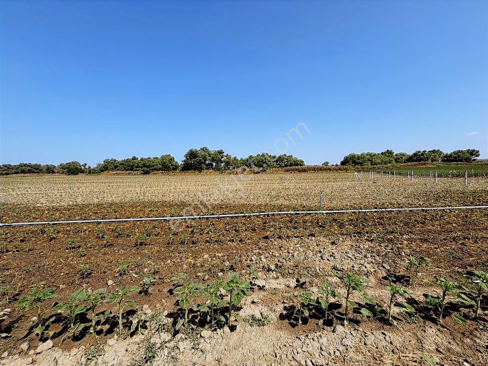 Tekirdağ Kapaklı Karlı Mahallesi - Görsel 11