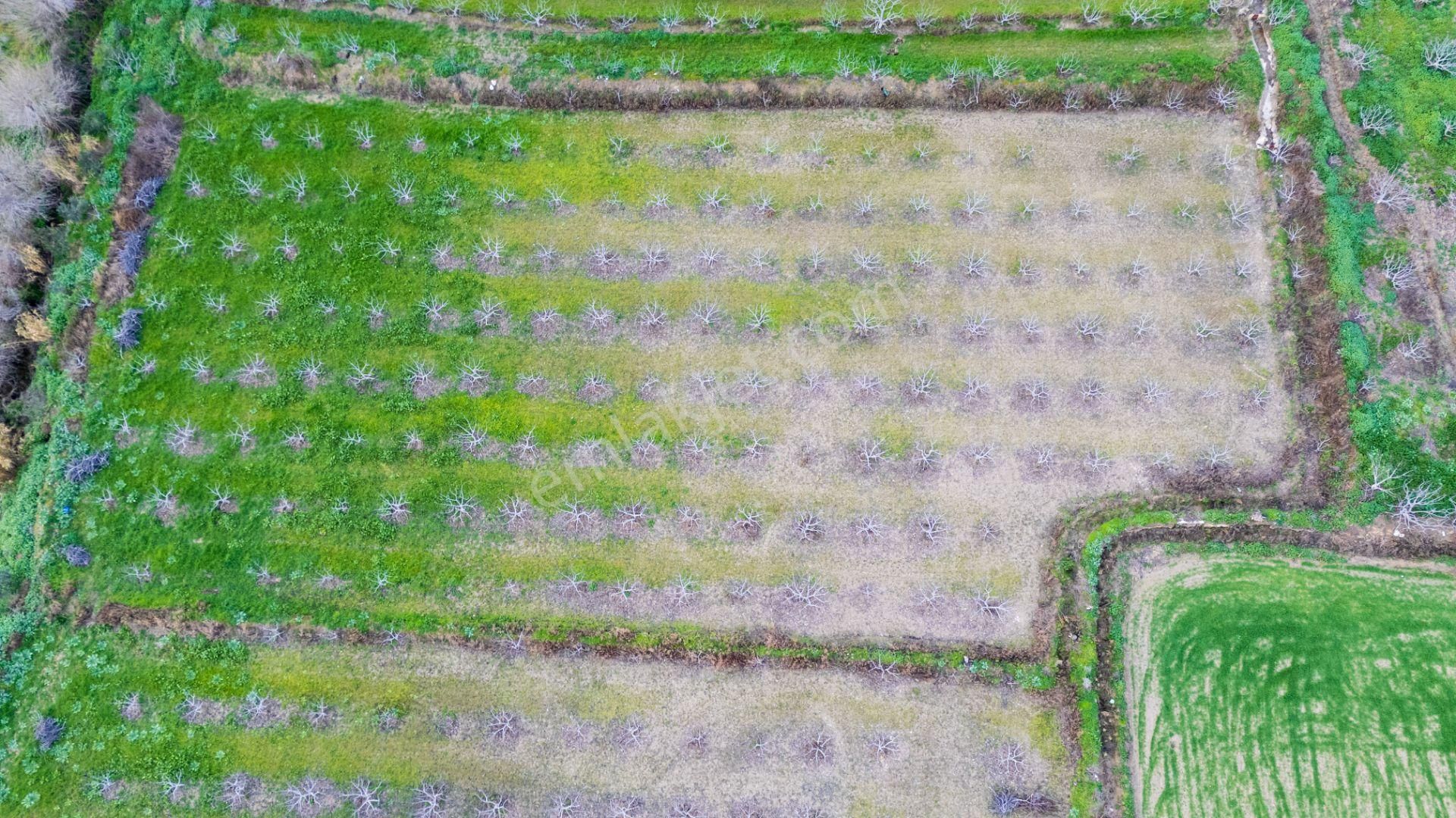 Horsunlu Mahallesi Devlet Kara Yolu Asfalt Üzerinde Satılık İncir Bahçesi Ve Ticaret Hane - Görsel 26