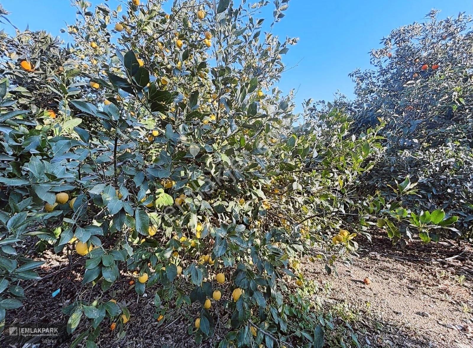 Emlakparkdan Silifke Gülümpaşalıda 10.000 M² Limon Bahçesi Ev - Görsel 10