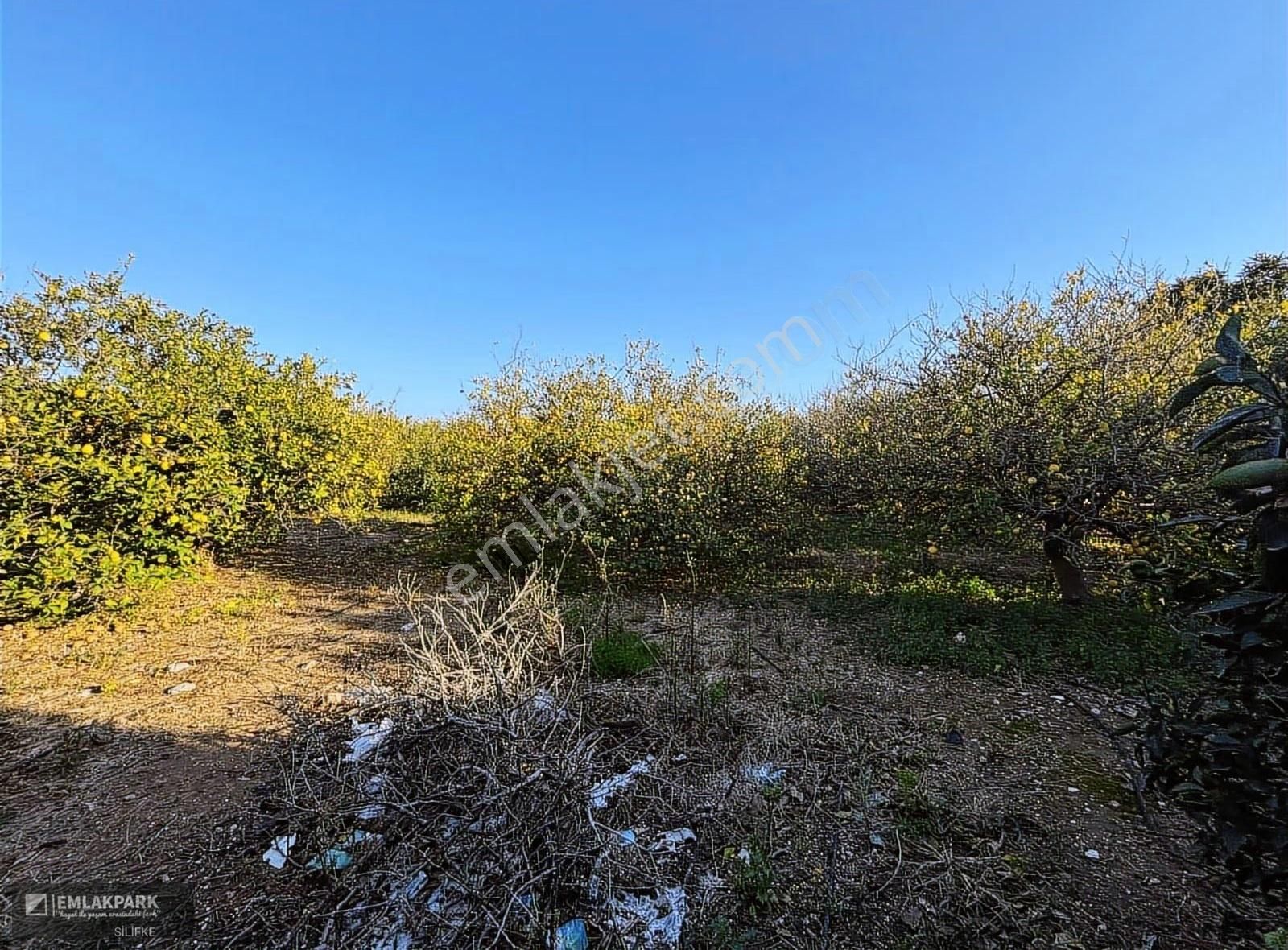 Emlakparkdan Silifke Gülümpaşalıda 10.000 M² Limon Bahçesi Ev - Görsel 8