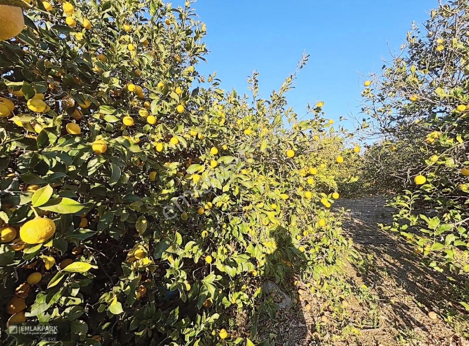 Emlakparkdan Silifke Gülümpaşalıda 10.000 M² Limon Bahçesi Ev - Görsel 18