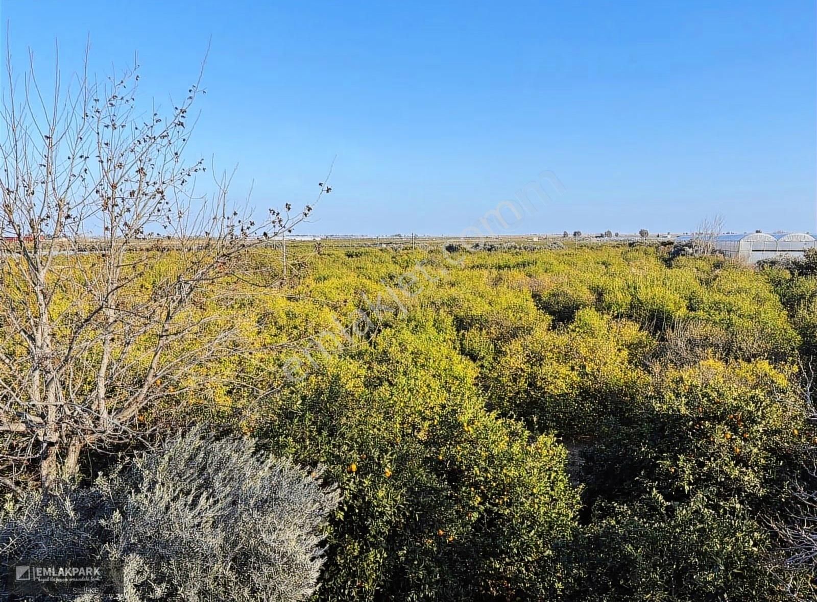 Emlakparkdan Silifke Gülümpaşalıda 10.000 M² Limon Bahçesi Ev - Görsel 19