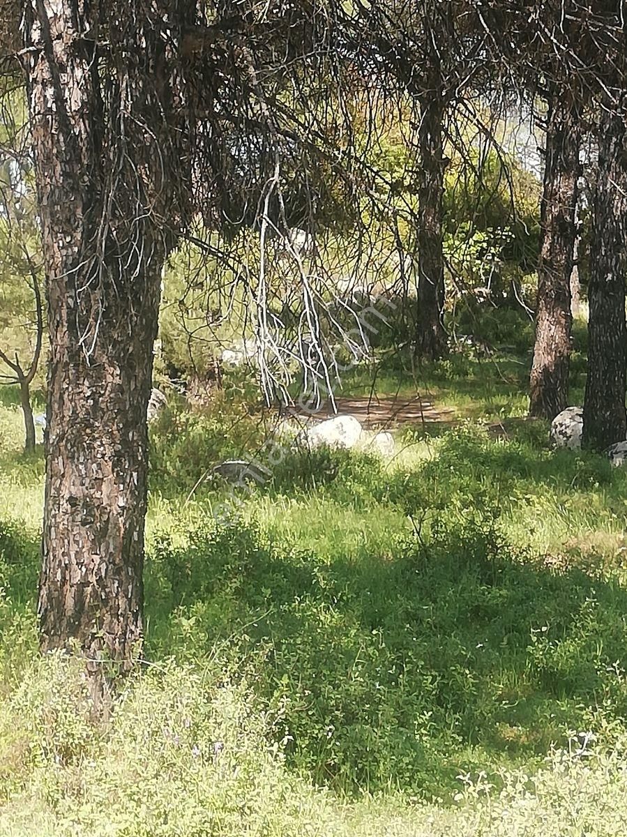 Yeşil Vadi Kozakta (ayvatlar) Satılık Köy Yakını Bağ - Görsel 2