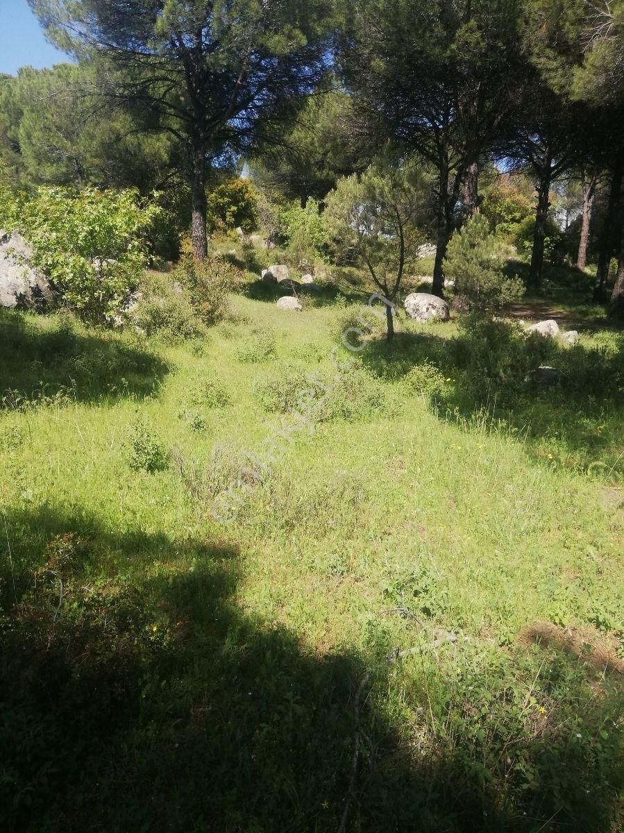 Yeşil Vadi Kozakta (ayvatlar) Satılık Köy Yakını Bağ - Görsel 19