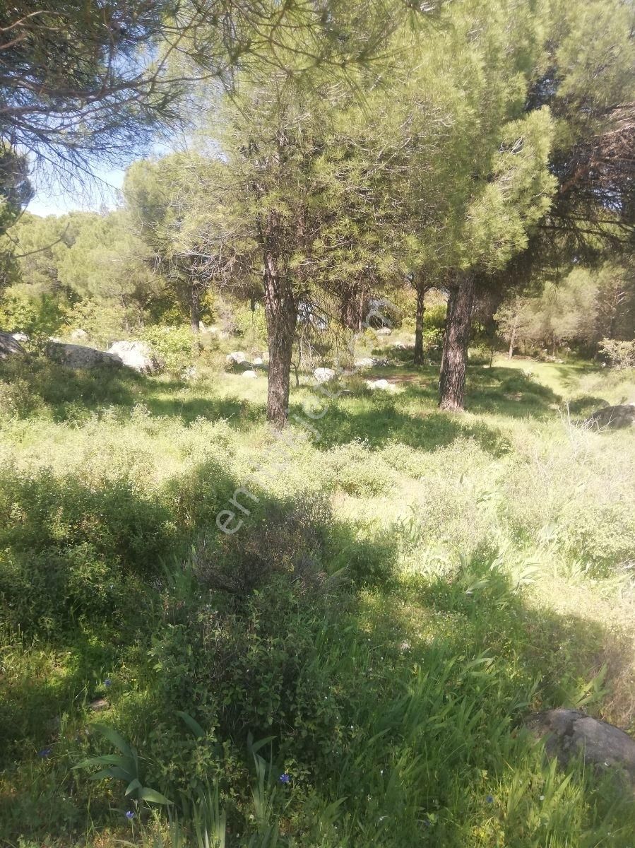 Yeşil Vadi Kozakta (ayvatlar) Satılık Köy Yakını Bağ - Görsel 3