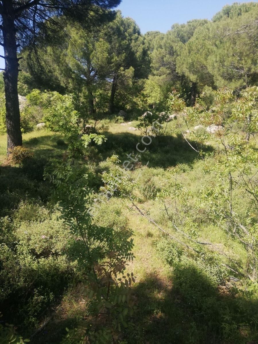 Yeşil Vadi Kozakta (ayvatlar) Satılık Köy Yakını Bağ - Görsel 4