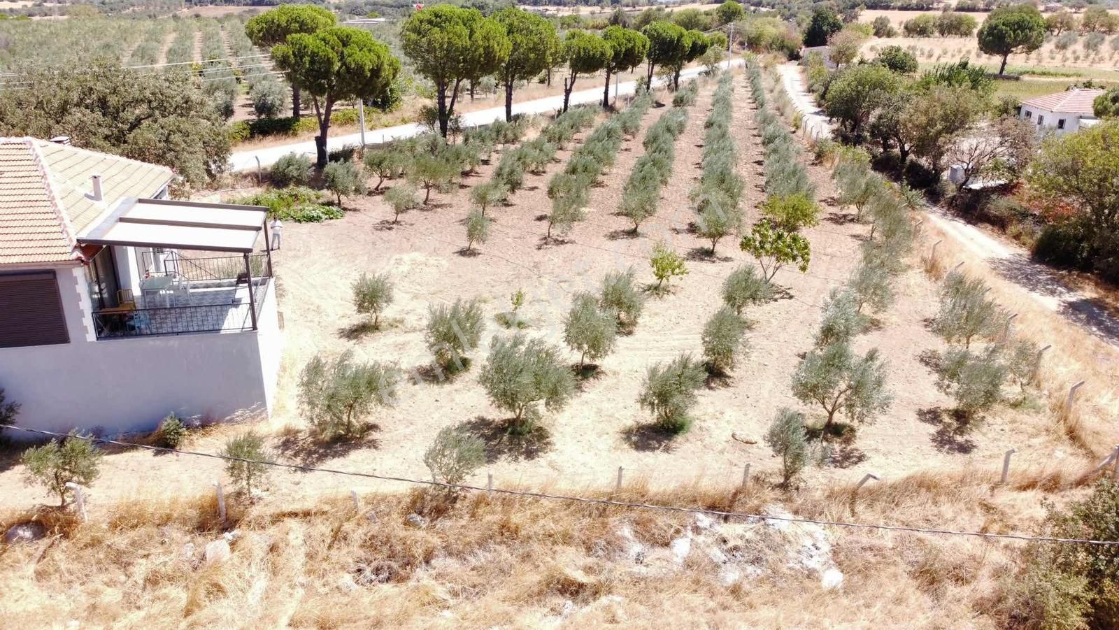 Bergama Hamzalı Süleymaniye Köyünde Satılık Bağevi Zeytinlik - Görsel 11