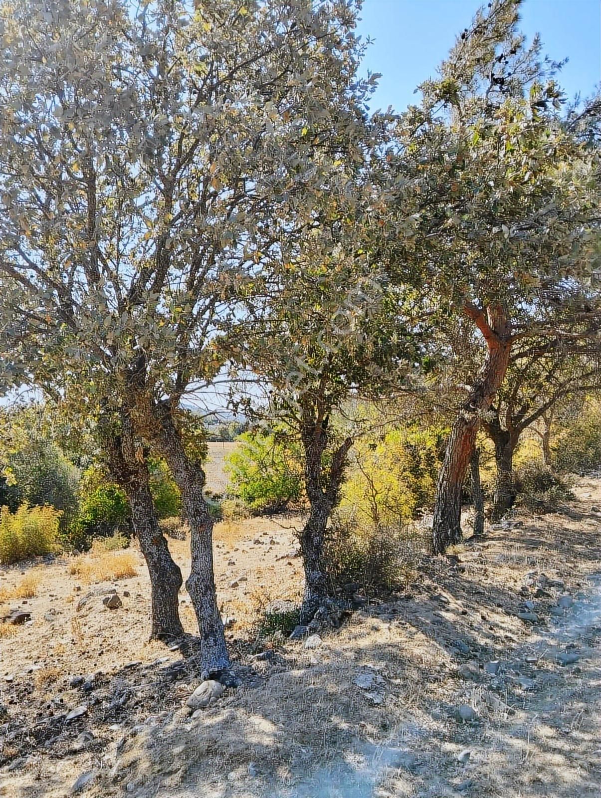 Bergama Tırmanlar Köyünde Satılık Tek Tapu Tarla - Görsel 5