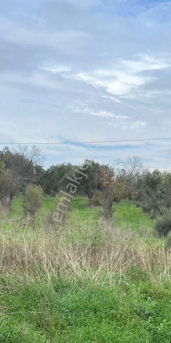 Acil Satılık Hamzalı Süleymaniye Köyü Zeytinli Tarla