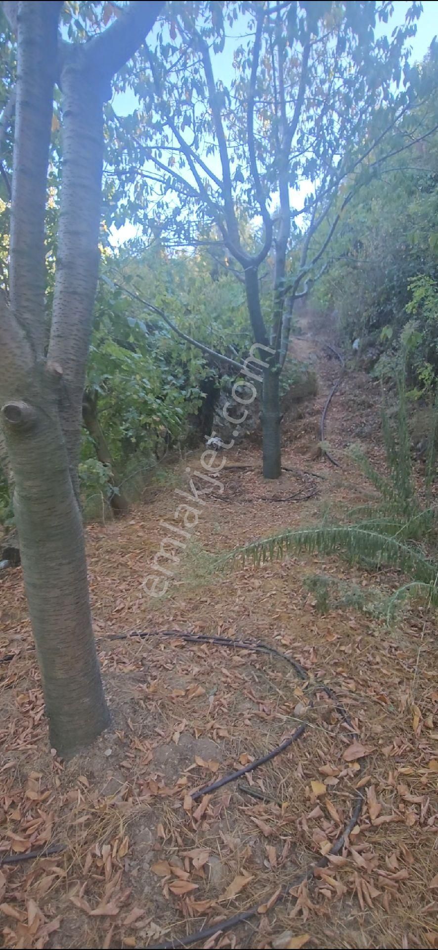 Alanya Mahmutseydi Köyünde Satılık 1.292 Metre Bahçe