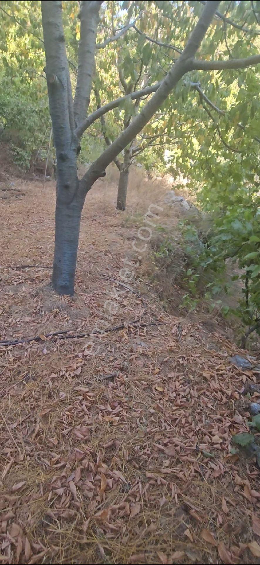 Alanya Mahmutseydi Köyünde Satılık 1.292 Metre Bahçe - Görsel 10