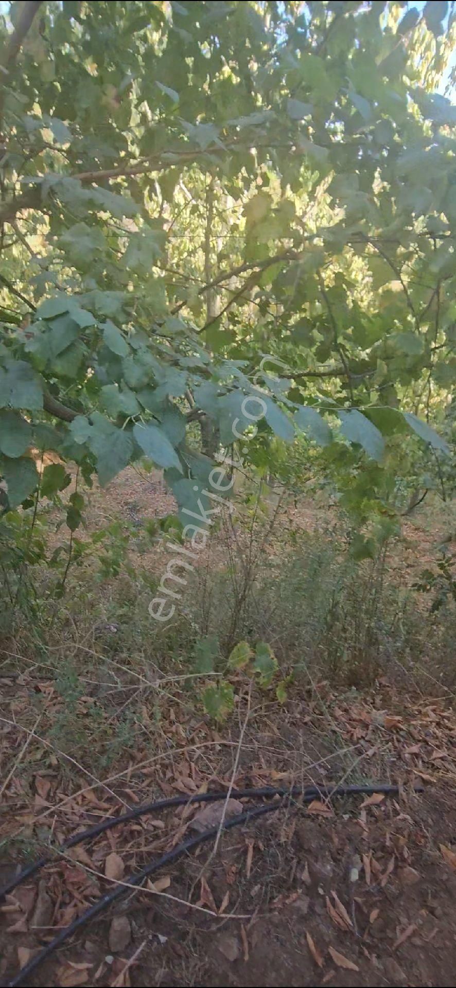 Alanya Mahmutseydi Köyünde Satılık 1.292 Metre Bahçe - Görsel 11