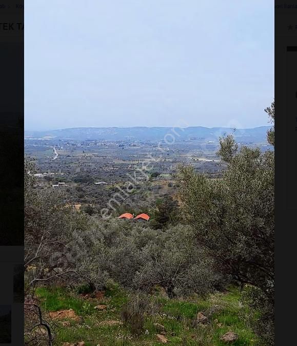 Akalın'dan Torbalı Dirmil'de Tek Tapu Zeytinlik Yatırıma Uygun