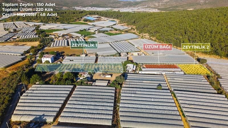 10 Dönüm Bakımlı Dolu Şahane Çiftlik - Görsel 11