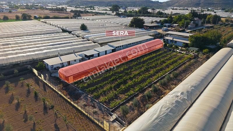 10 Dönüm Bakımlı Dolu Şahane Çiftlik - Görsel 7