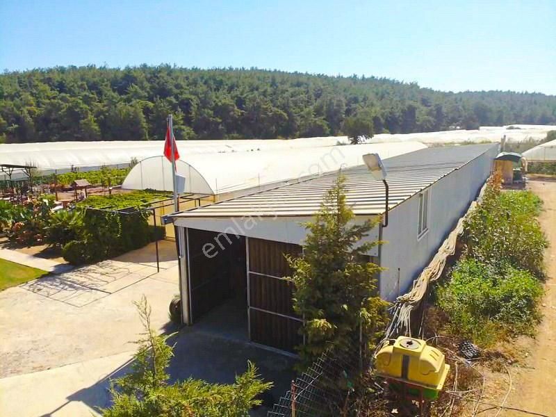 10 Dönüm Bakımlı Dolu Şahane Çiftlik - Görsel 10