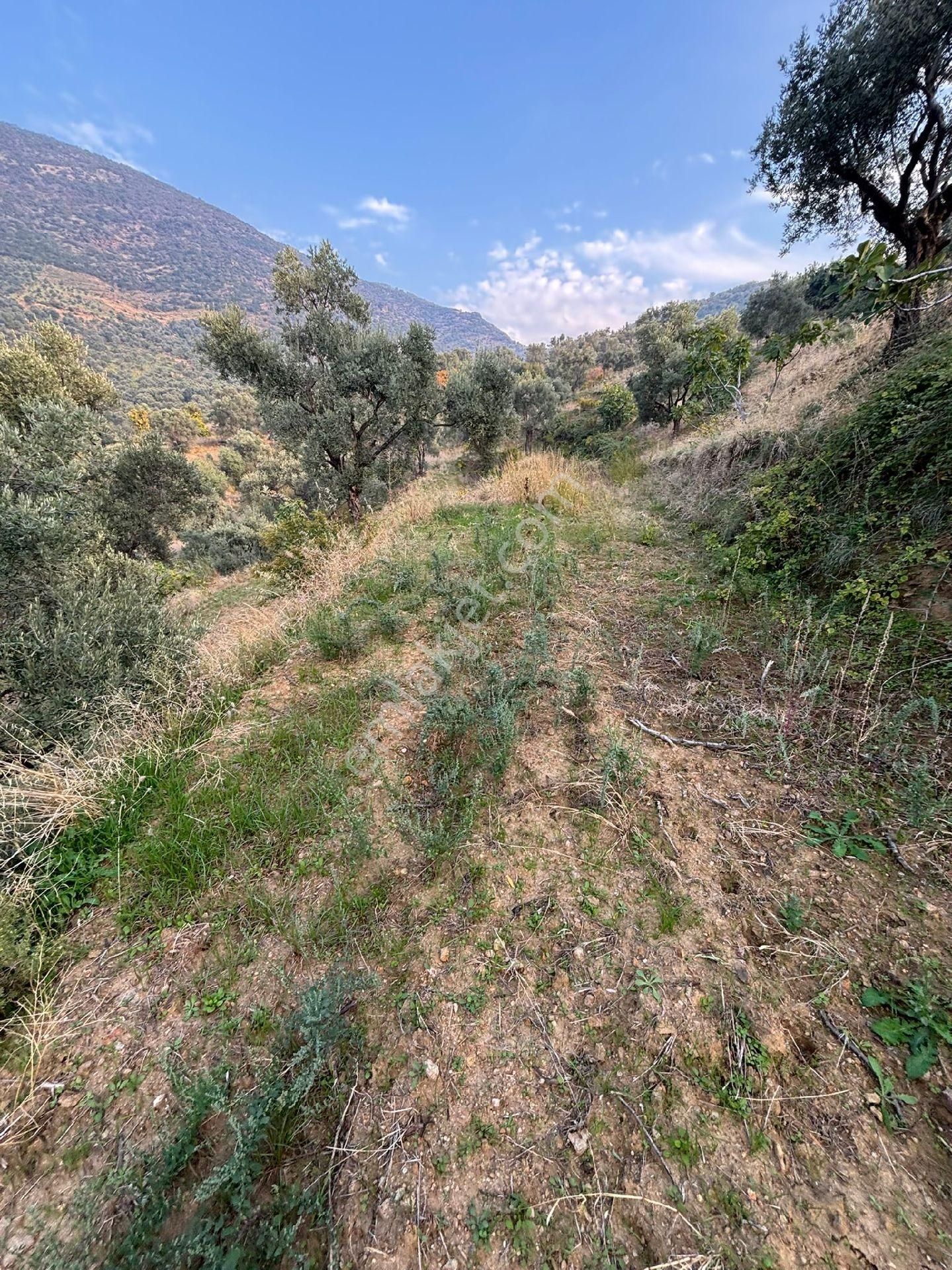 Yatırımlık Ödemiş Pirinççi Zeytinlik - Görsel 14