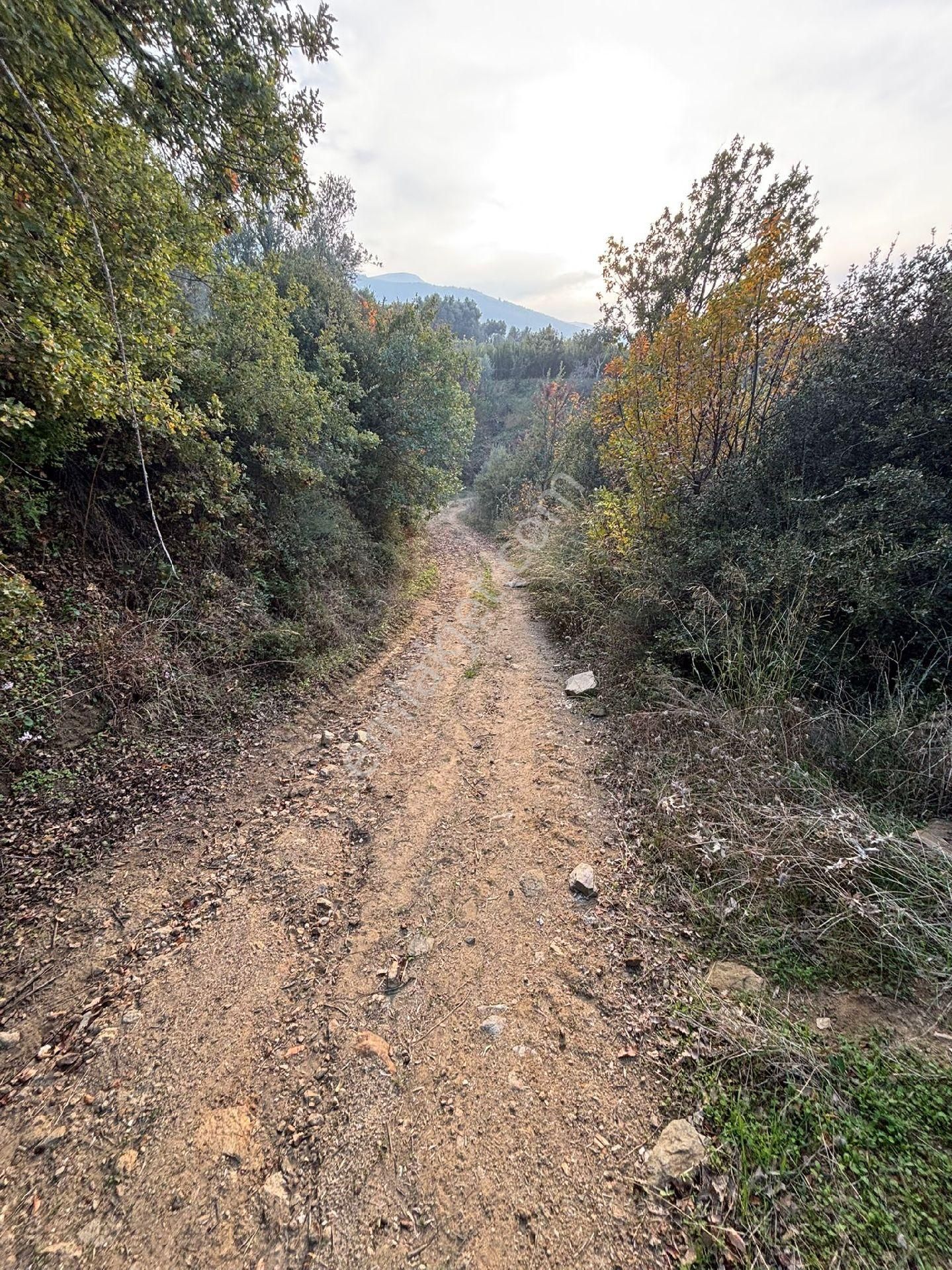 Yatırımlık Ödemiş Pirinççi Zeytinlik - Görsel 7