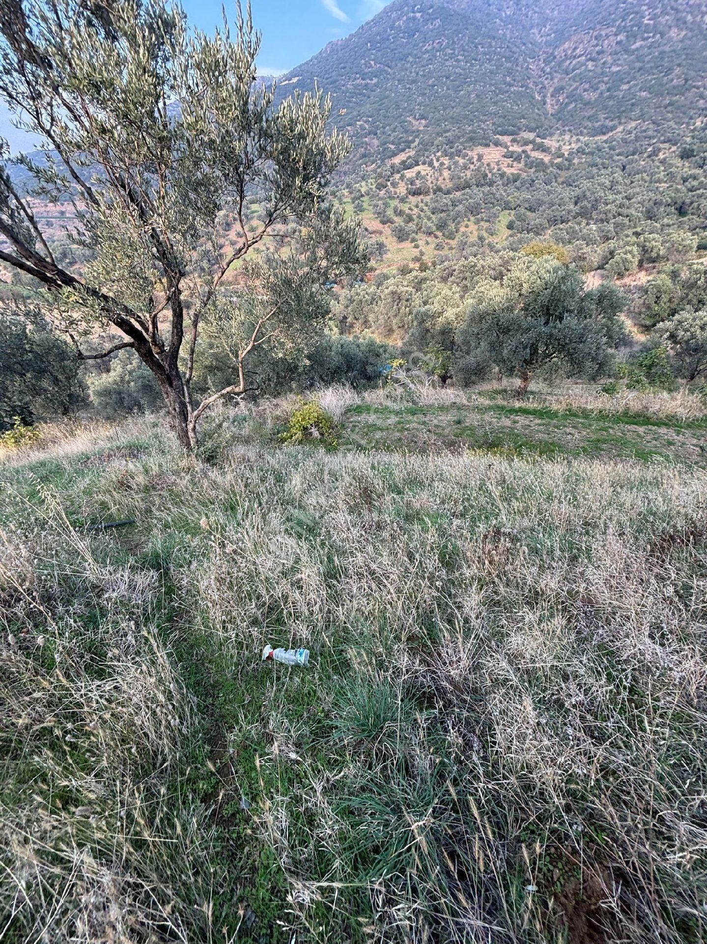 Yatırımlık Ödemiş Pirinççi Zeytinlik - Görsel 17