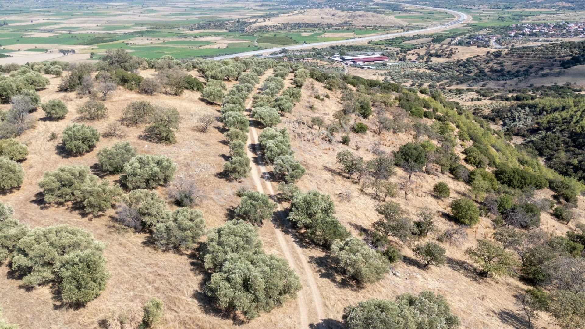 Başaran Mahallesinde Satılık Zeytinlik Yatırımlık - Görsel 15