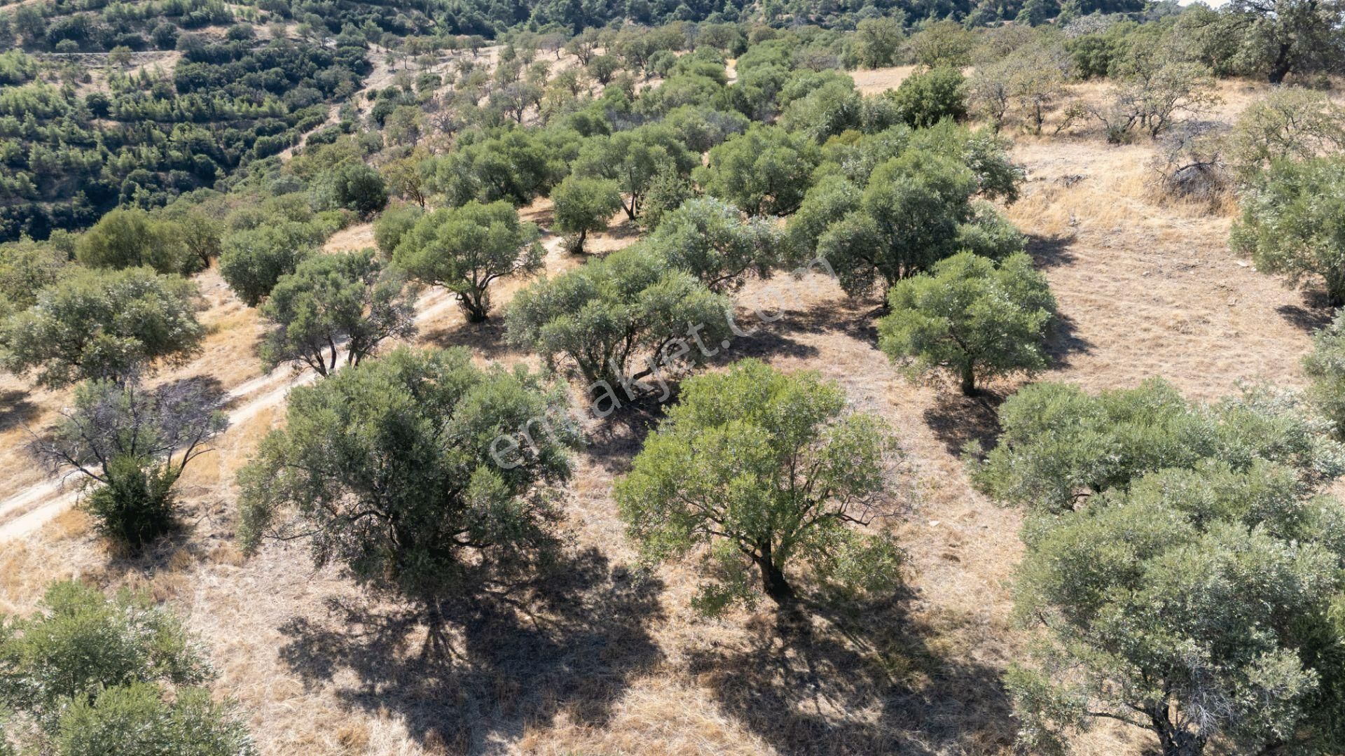 Başaran Mahallesinde Satılık Zeytinlik Yatırımlık - Görsel 6