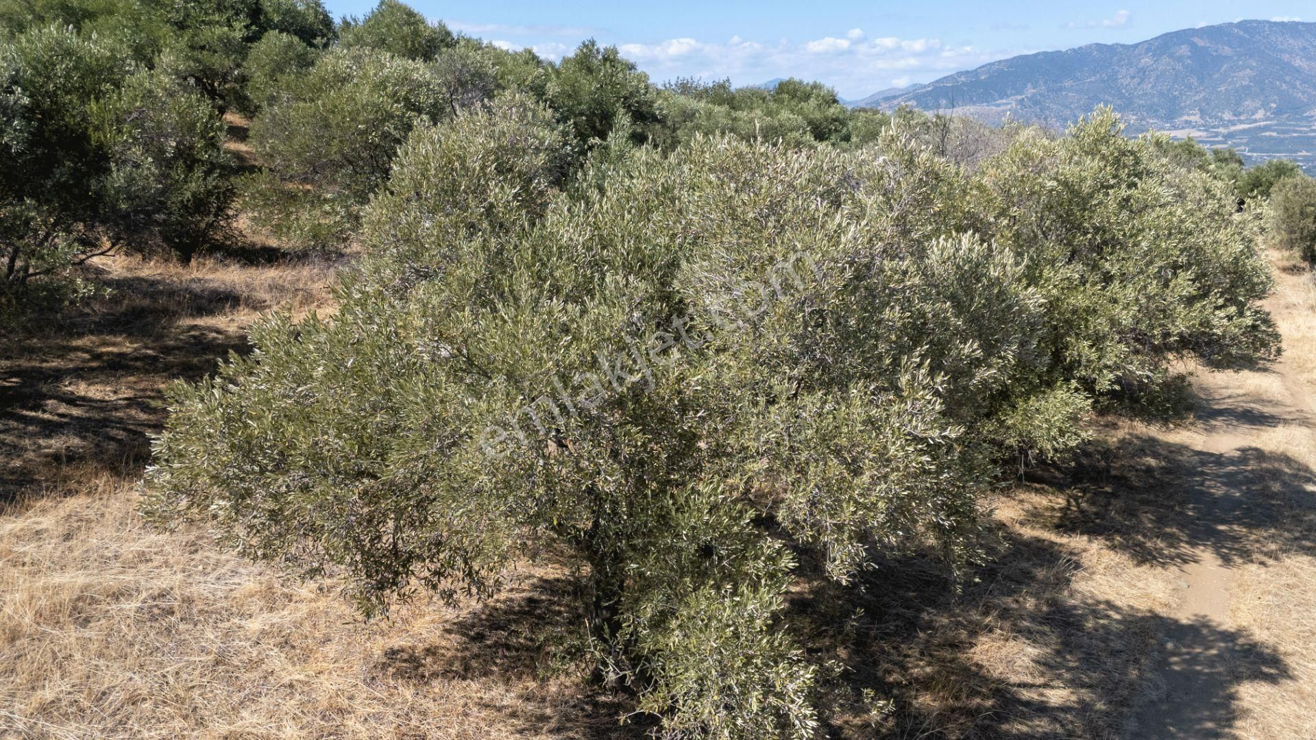 Başaran Mahallesinde Satılık Zeytinlik Yatırımlık - Görsel 14