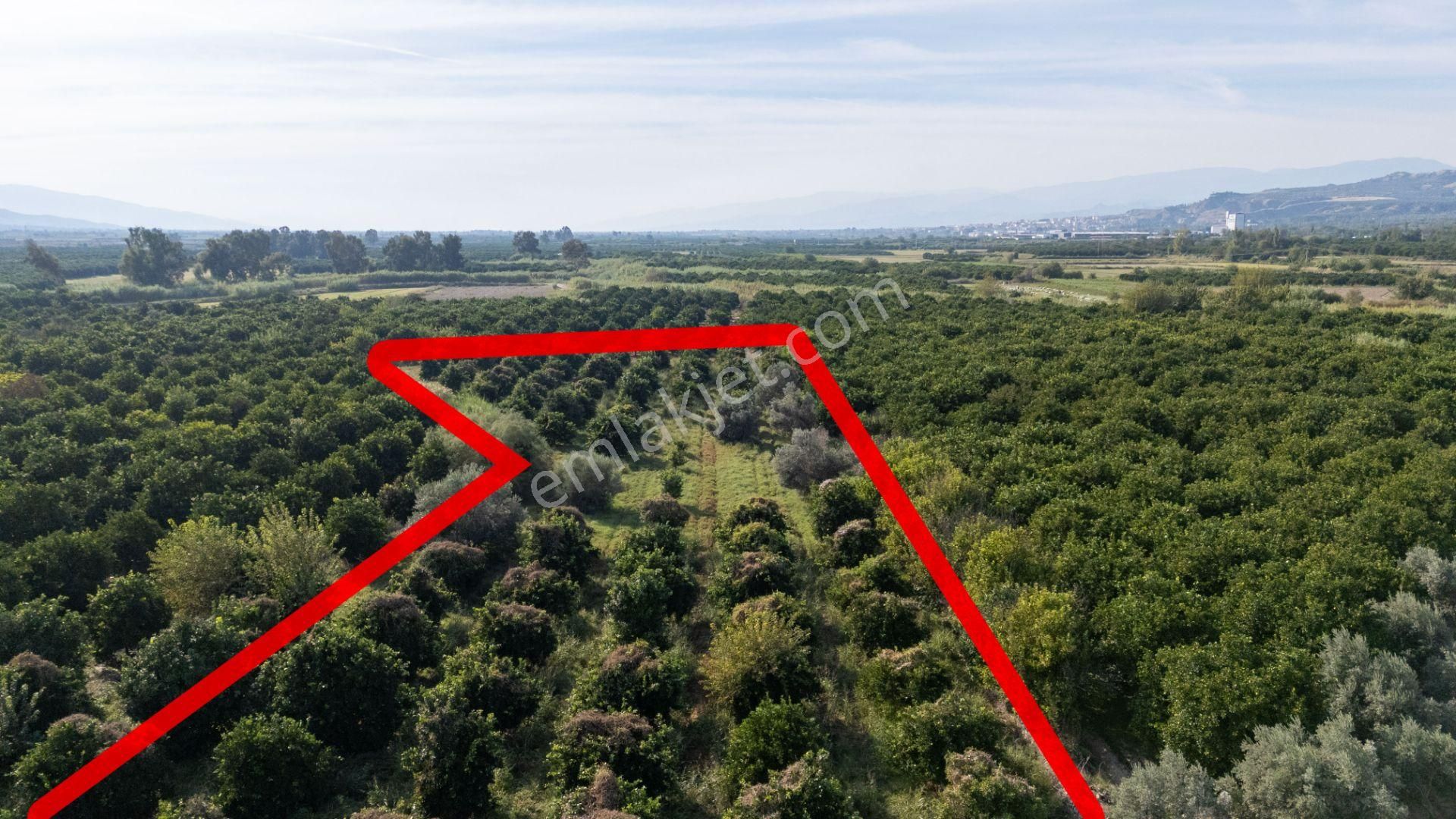 Çobanisa Mahallesinde Satılık Portakal Bahçesi - Görsel 8