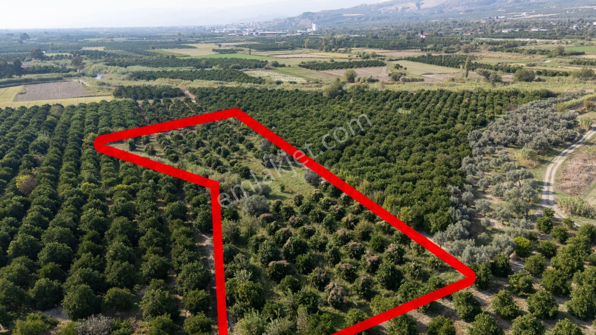 Çobanisa Mahallesinde Satılık Portakal Bahçesi - Görsel 10