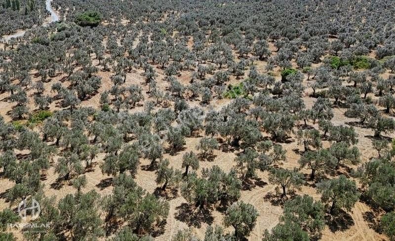 Has Emlak Tan Ege Nin İncisi Pelitköy De Zeytinlik - Görsel 4
