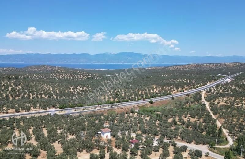 Has Emlak Tan Ege Nin İncisi Pelitköy De Zeytinlik - Görsel 2