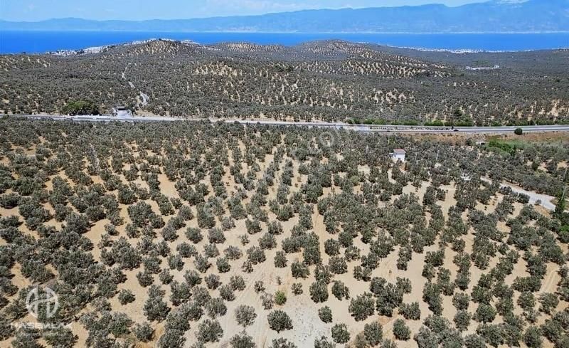Has Emlak Tan Ege Nin İncisi Pelitköy De Zeytinlik - Görsel 7