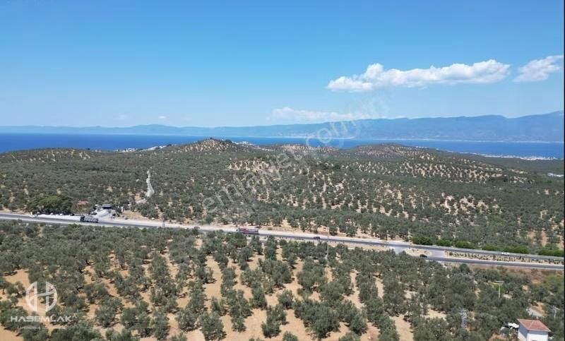 Has Emlak Tan Ege Nin İncisi Pelitköy De Zeytinlik - Görsel 6
